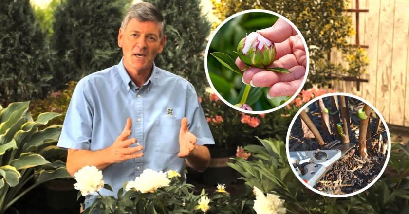 уход за пионами после цветения