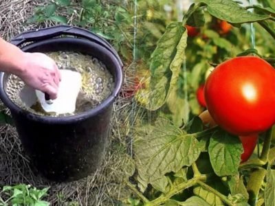 Уход за помидорами: три правила для богатого урожая