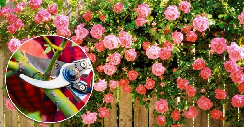 отцветшие розы