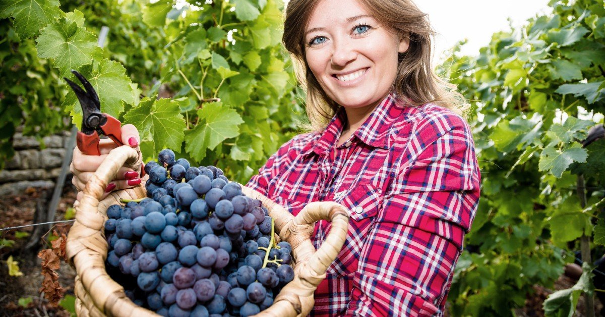 Уход за виноградом летом: 4 главные зеленые операции - Со Вкусом