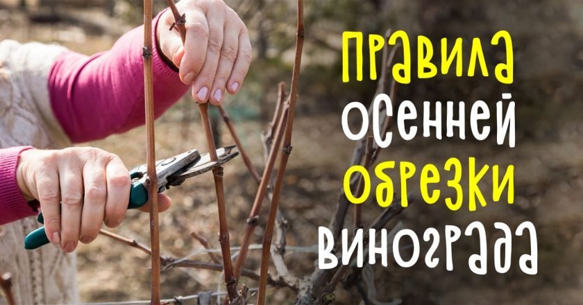 уход за виноградом осенью