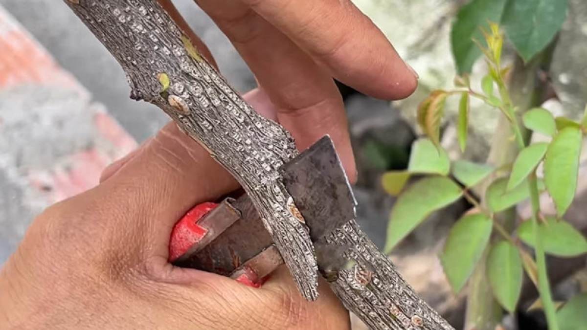  надрез на ветке 