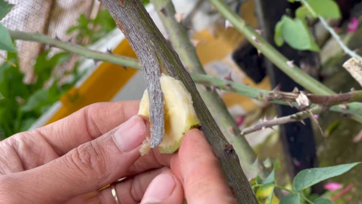  смазывание бананом 