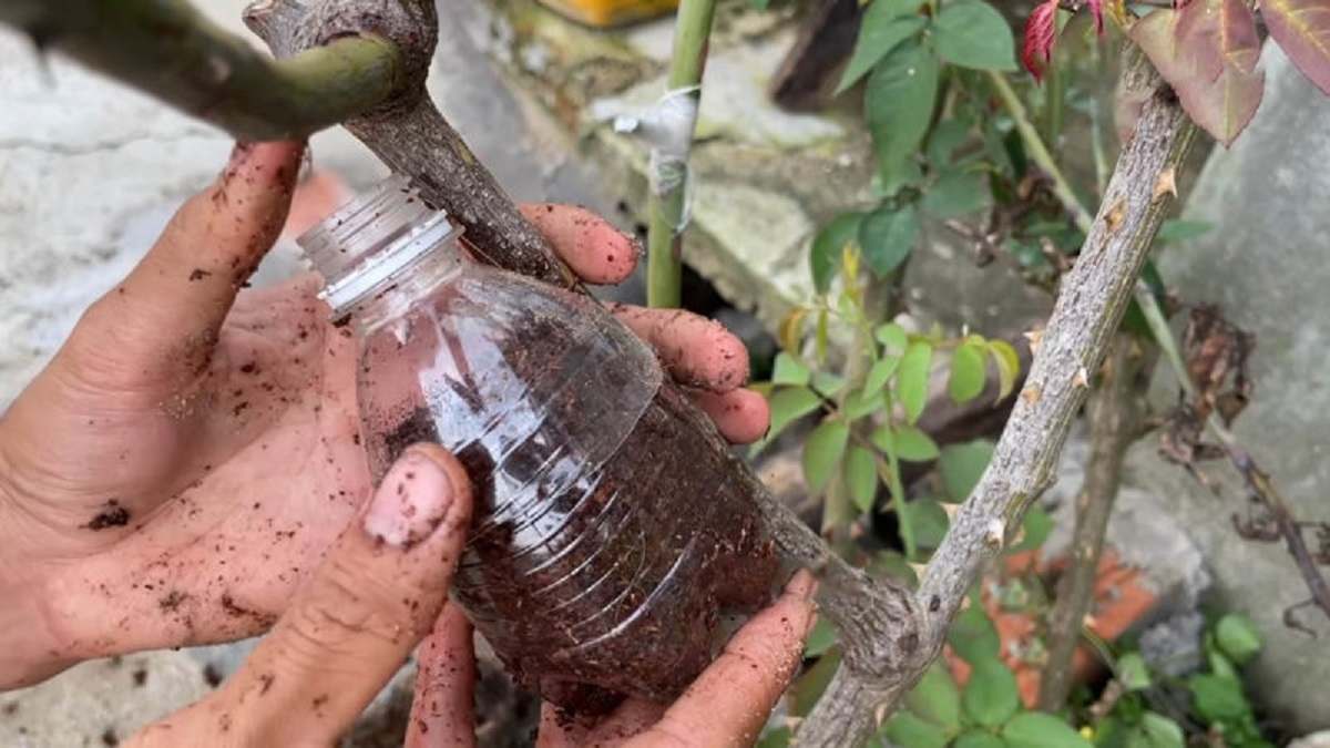  почва в бутылке 