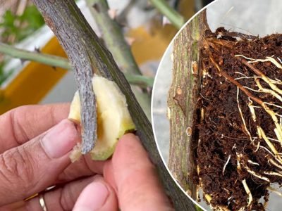 Укоренение розы без черенкования и хлопот