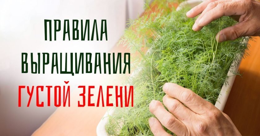 Укроп на подоконнике: как его вырастить укроп на подоконнике