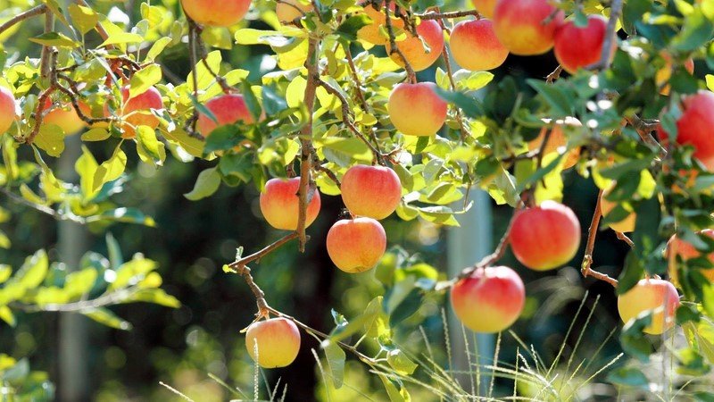 Уксус в садоводстве