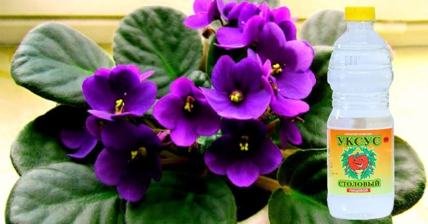 Уксус в садоводстве