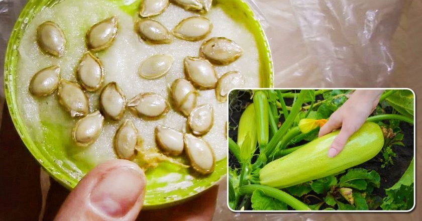 Как получить ранний урожай кабачков ранние кабачки