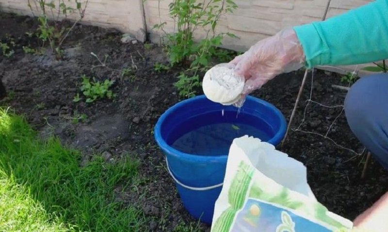 подкормка капусты