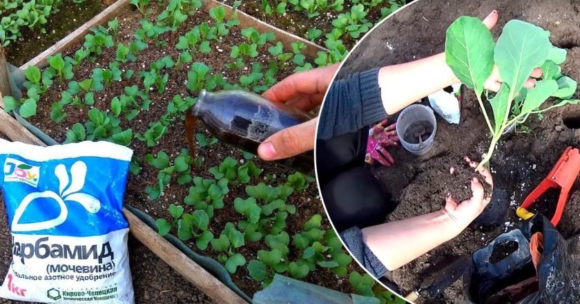 подкормка капусты