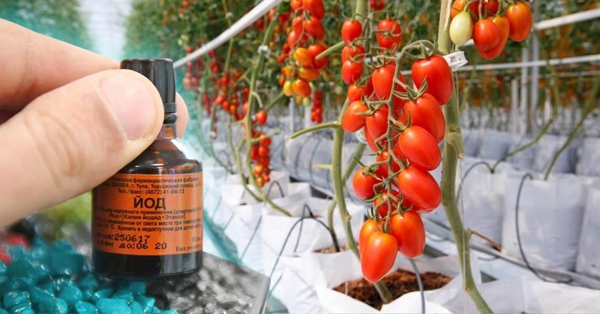Как ускорить созревание томатов в теплице ускорить созревание томатов