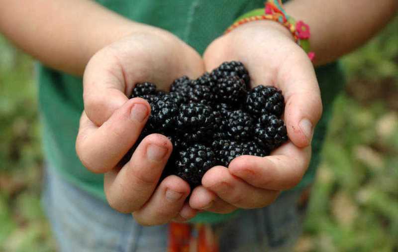 в каких продуктах содержится железо