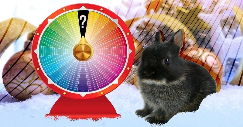 кролик и цвета