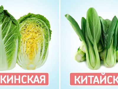Виды капусты: китайская, пекинская, листовая и японская