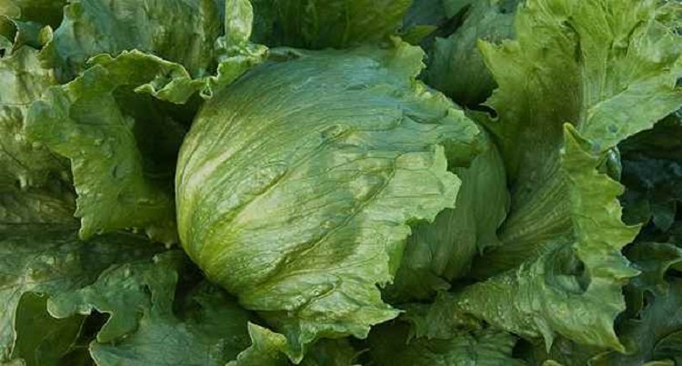 Виды салатов