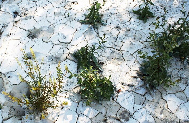 Влияние климата на питание