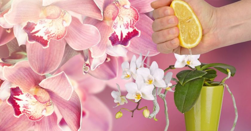 вода для орхидей