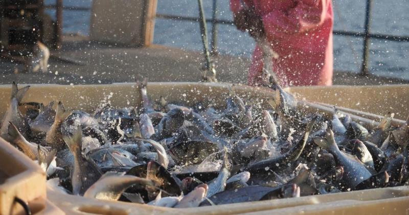 вопросы к вегетарианцам