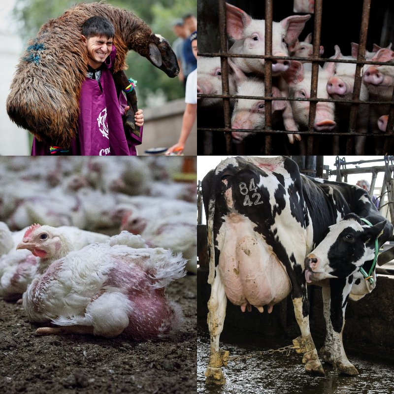 что едят веганы вместо мяса