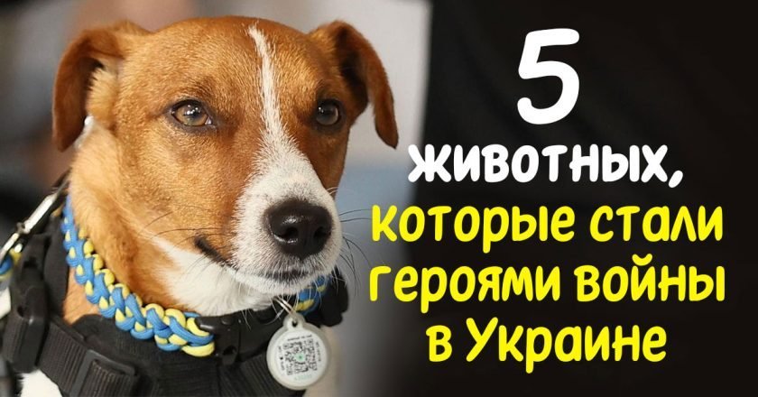 Война и животные в Украине: 5 пушистых героев животные в Украине