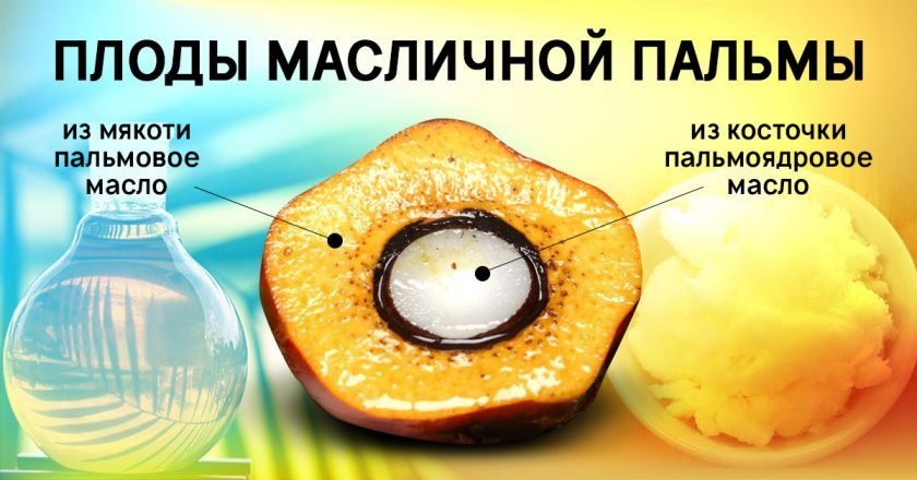Вред пальмового масла Вред пальмового масла