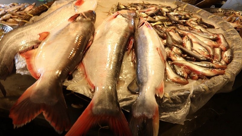 вред и польза рыбы пангасиус