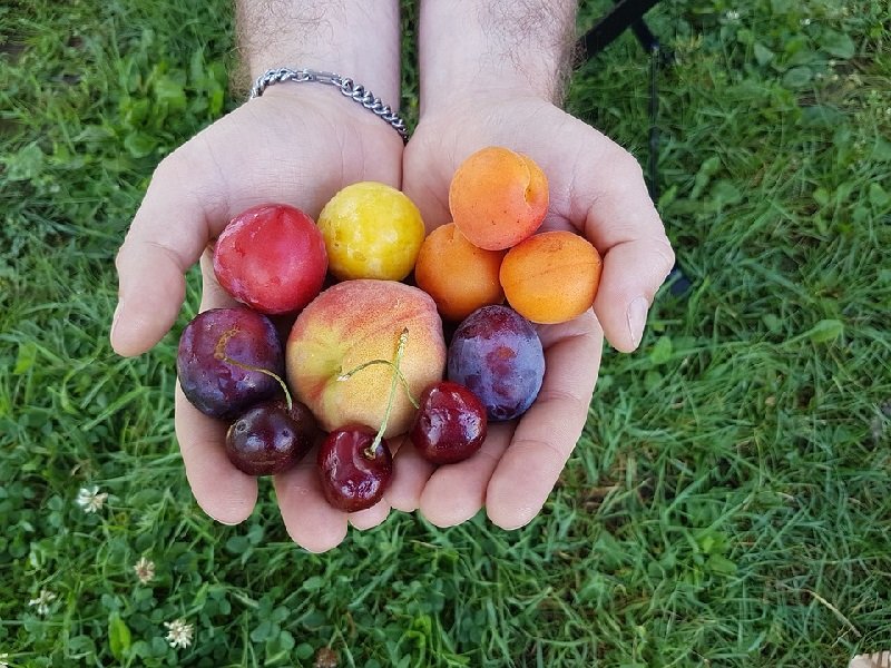 фрукты для здоровья