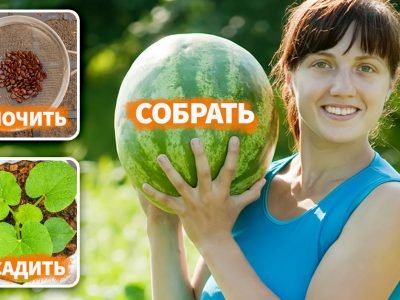 Выращивание арбузов и дынь в суровом климате
