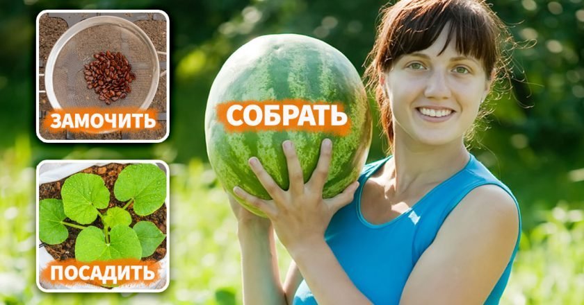 как выращивать арбузы