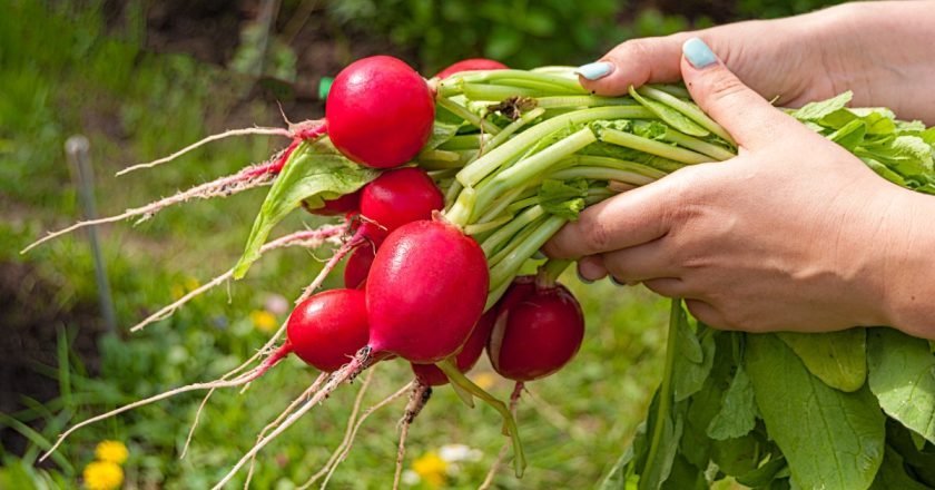 Выращивание редиса: 3 простых способа - Со Вкусом