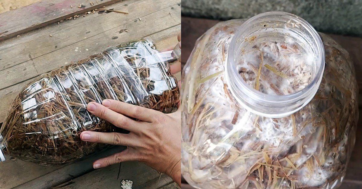 как вырастить грибы дома