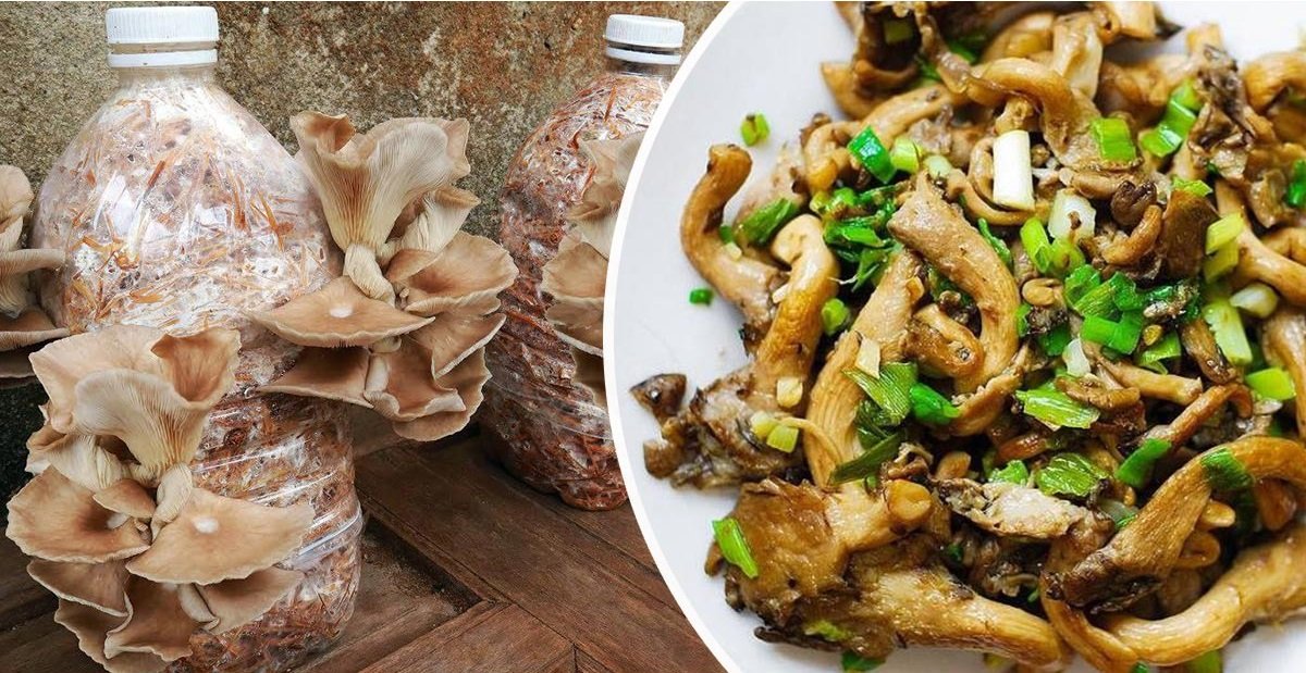 вешенки в бутылке