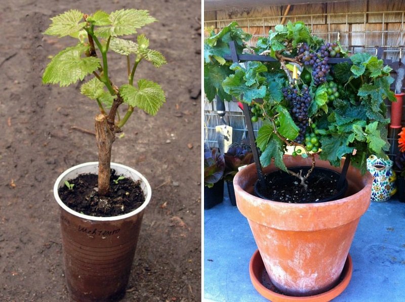 Можно ли выращивать виноград в домашних условиях?