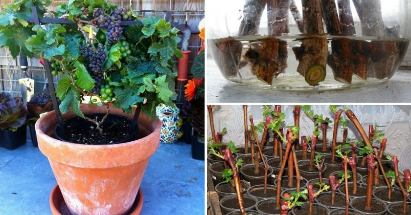 Можно ли выращивать виноград в квартире для вина