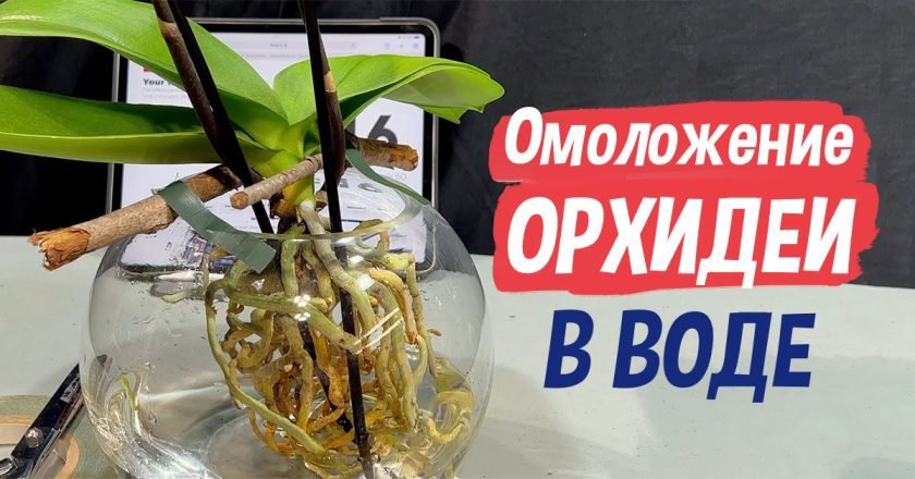 вырастить орхидею в воде