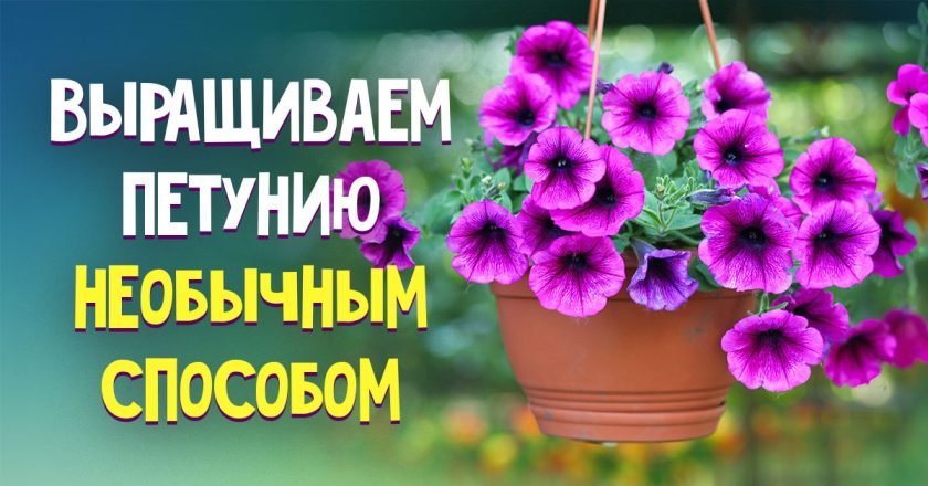 Как вырастить петунию без пикировки вырастить петунию без пикировки