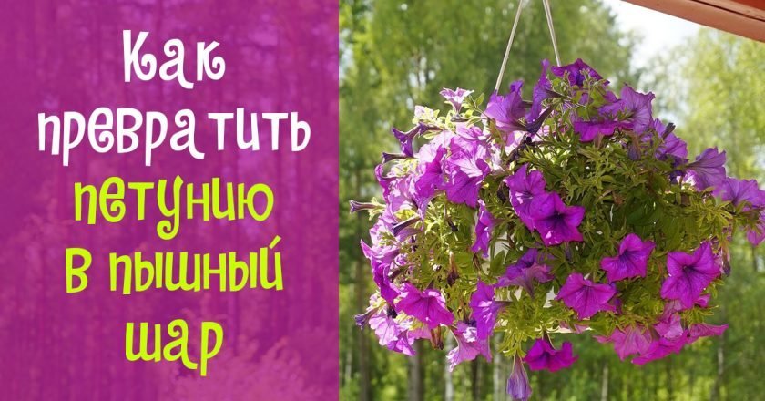 вырастить петунию шаром