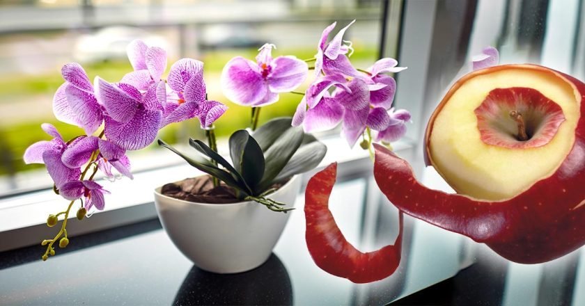 яблочная кожура как удобрение