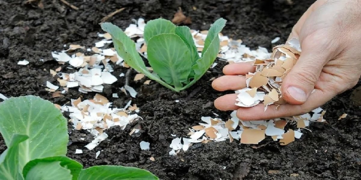 яичная скорлупа для растений