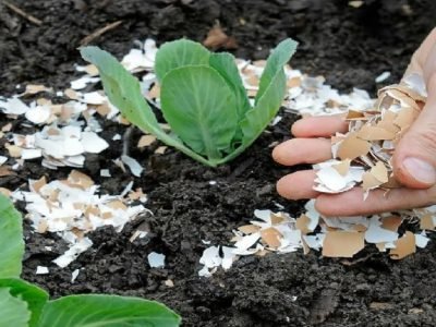 Яичная скорлупа как удобрение для растений