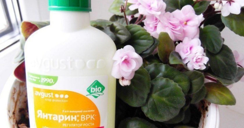 янтарная кислота для растений