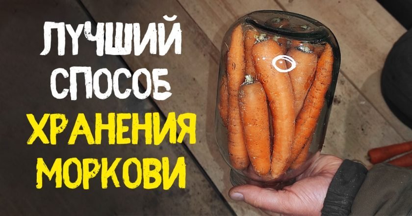 заготовить морковь на зиму
