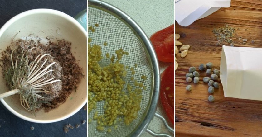 Заготовка семян