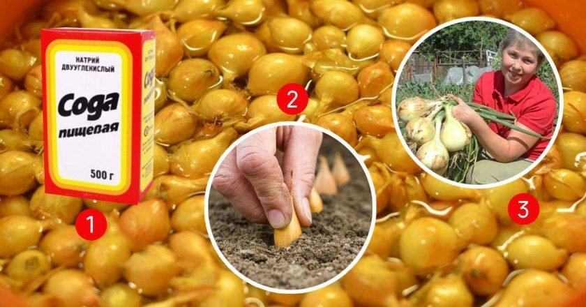 посадка лука