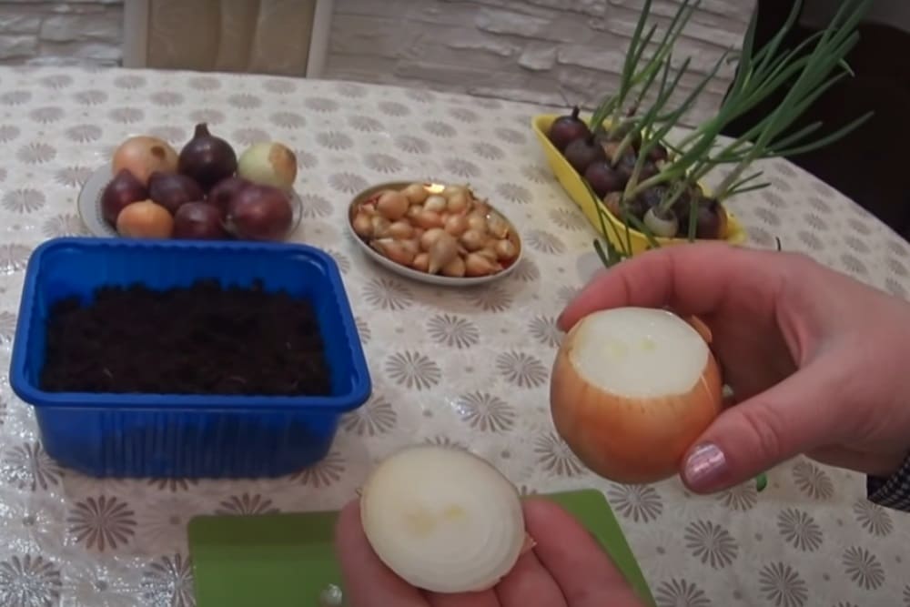 зеленый лук