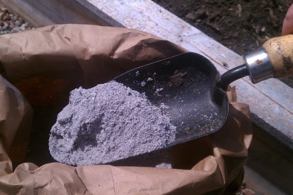 урожай лука