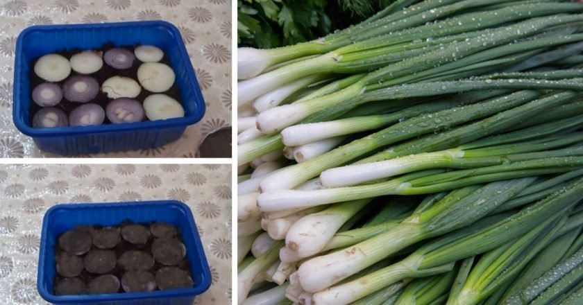 зеленый лук на подоконнике