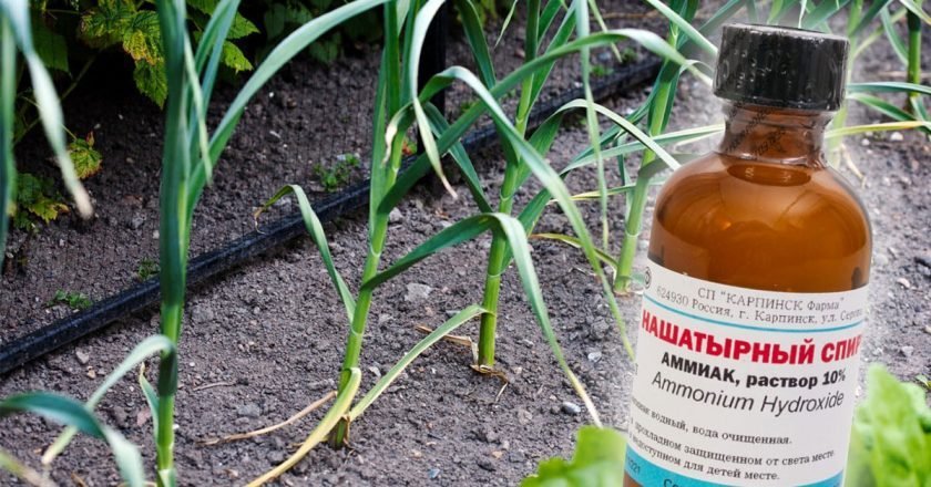 желтеют листья чеснока