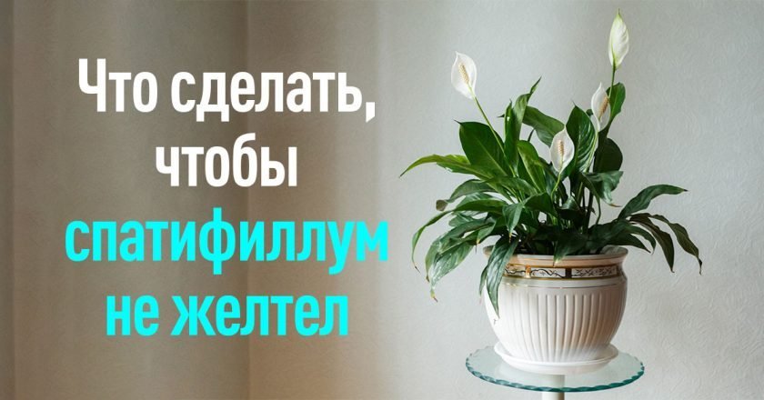желтеют листья спатифиллума
